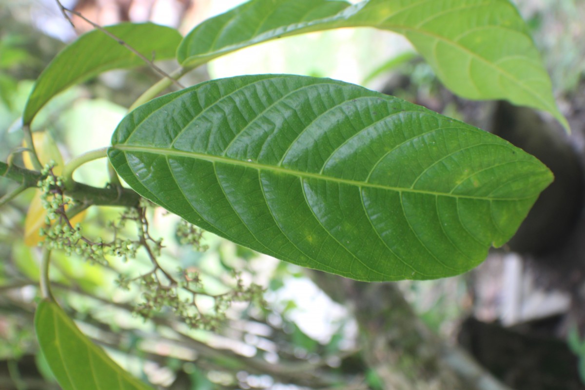 Dendrocnide sinuata (Blume) Chew